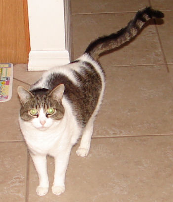Kali Kat
