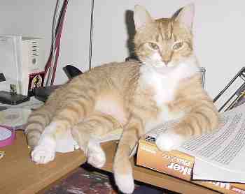 Merlin at the computer
